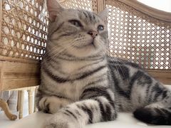-共舞时光猫咖·狗咖(新街口店)