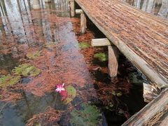 -池杉湖湿地公园