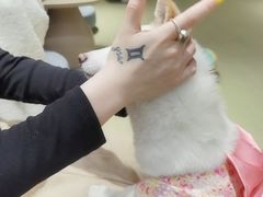 -逗柴咖啡屋·狗咖猫咖宠物桌游