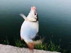 -酷鱼垂钓CLUB(朝阳区博大路店 )