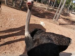 -清迈夜间动物园