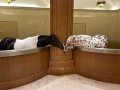 -海澜飞马水城