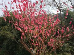 -南国桃园旅游度假区