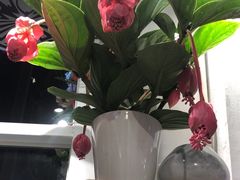 -FEI FEI FLOWER鲜花店·气球派对·宝宝宴布置(虹口德必运动Loft店)