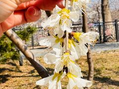 -桃花堤公园