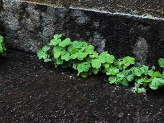 -宁波市保国寺古建筑博物馆