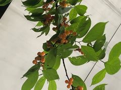 -樱桃山旅游景区