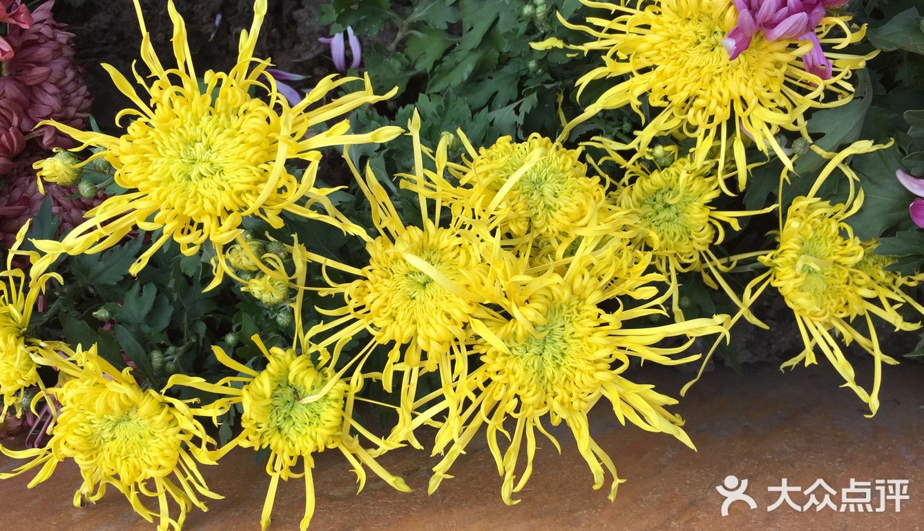 梅兰竹菊诗情画意——清风园（菊花盛开中）