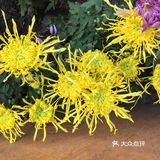 梅兰竹菊诗情画意——清风园（菊花盛开中）