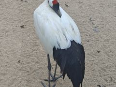 -盐城丹顶鹤湿地生态旅游区
