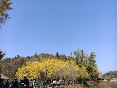 -千年银杏谷文化旅游区
