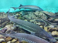 -太平洋海底世界