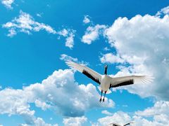 -黑龙江扎龙生态旅游区
