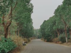 景点-上海海湾国家森林公园
