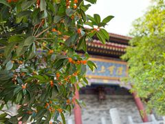 -西安大兴善寺