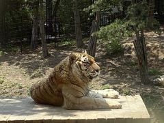 -大连森林动物园