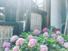 -田园东方蜜桃村的田野营地
