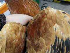 -锦桃农家菜馆