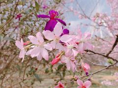 -田野绿世界