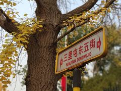 -三里屯东五街银杏大道