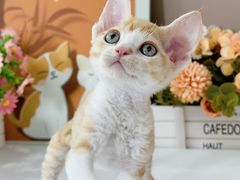-小猫来了·猫舍(红山六九七九店)