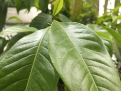 -苗品记茶馆(时代天街D馆店)