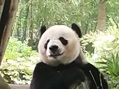 -都江堰中华大熊猫苑