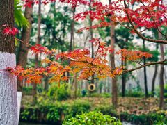 -合肥滨湖国家森林公园