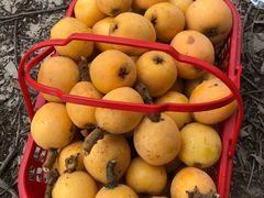 -塘栖枇杷特色园区