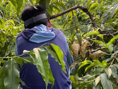 -樂桃源奉贤黄桃种植采摘基地