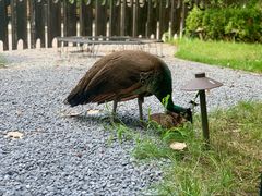 -J Create城市露营咖啡·简餐·宠物(上海动物园店)