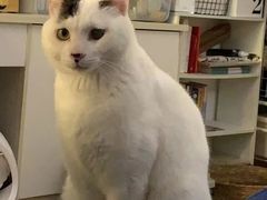 -御宝贝·A梦猫科宠物医院(国际猫友好医院)