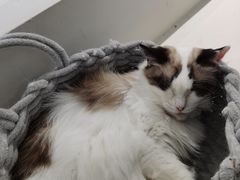 -怪兽屋·羊驼·猫咖·狗咖(俊华广场店)