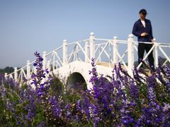 -北京东方普罗旺斯薰衣草庄园