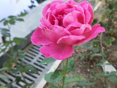 -武清南湖绿博园