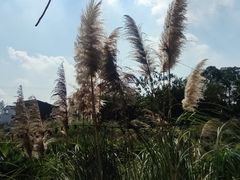 -桤木河湿地公园