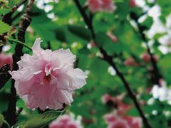 -上海佘山国家森林公园天马山园