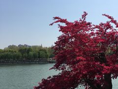 -后襄河公园