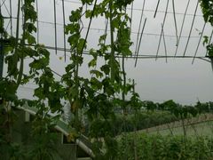 -北戴河集发农业梦想王国