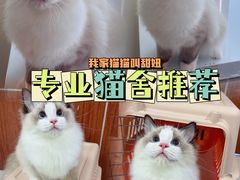 -lincat·猫舍(广州店)