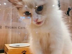 -袖虎·猫馆(体育西路店)
