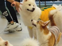 -怪兽屋·羊驼·猫咖·狗咖(俊华广场店)