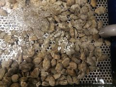 -深海壹品海鲜自助餐厅(吾悦广场店)