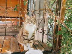 -喵屿·大理花园猫咖