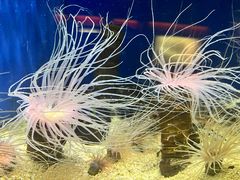 -上海海洋水族馆