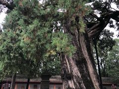 -黄帝陵