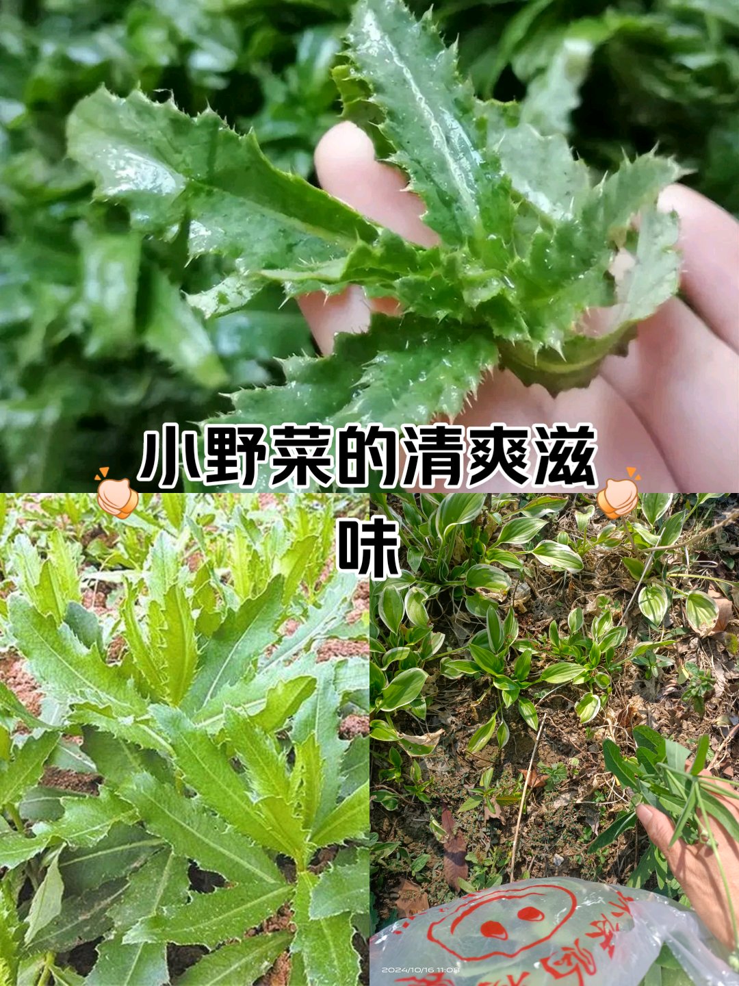 青刺尖的功效图片图片