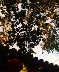 -花家怡园·宴会厅(簋街四合院总店)