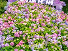 -上海滨江森林公园