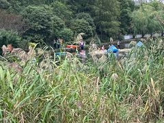 -新江湾城公园